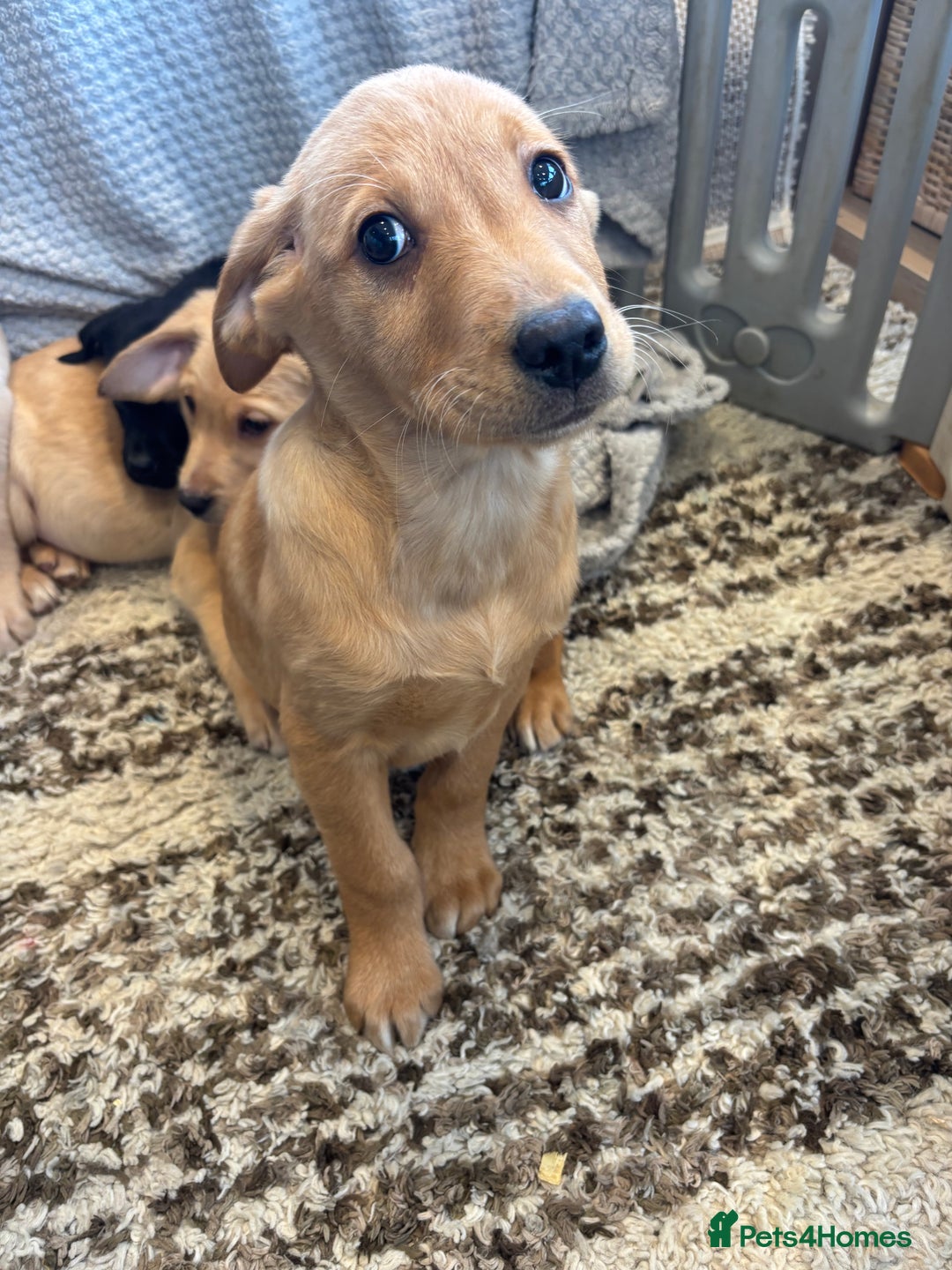 Labrador Retriever dogs for sale: Mixed Litter of Labrador Retriever Puppies - Advert 16