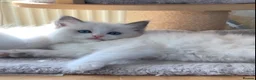 Ragdoll cats for sale: 🌟Beautiful registered Ragdoll kittens🌟 - Advert 17