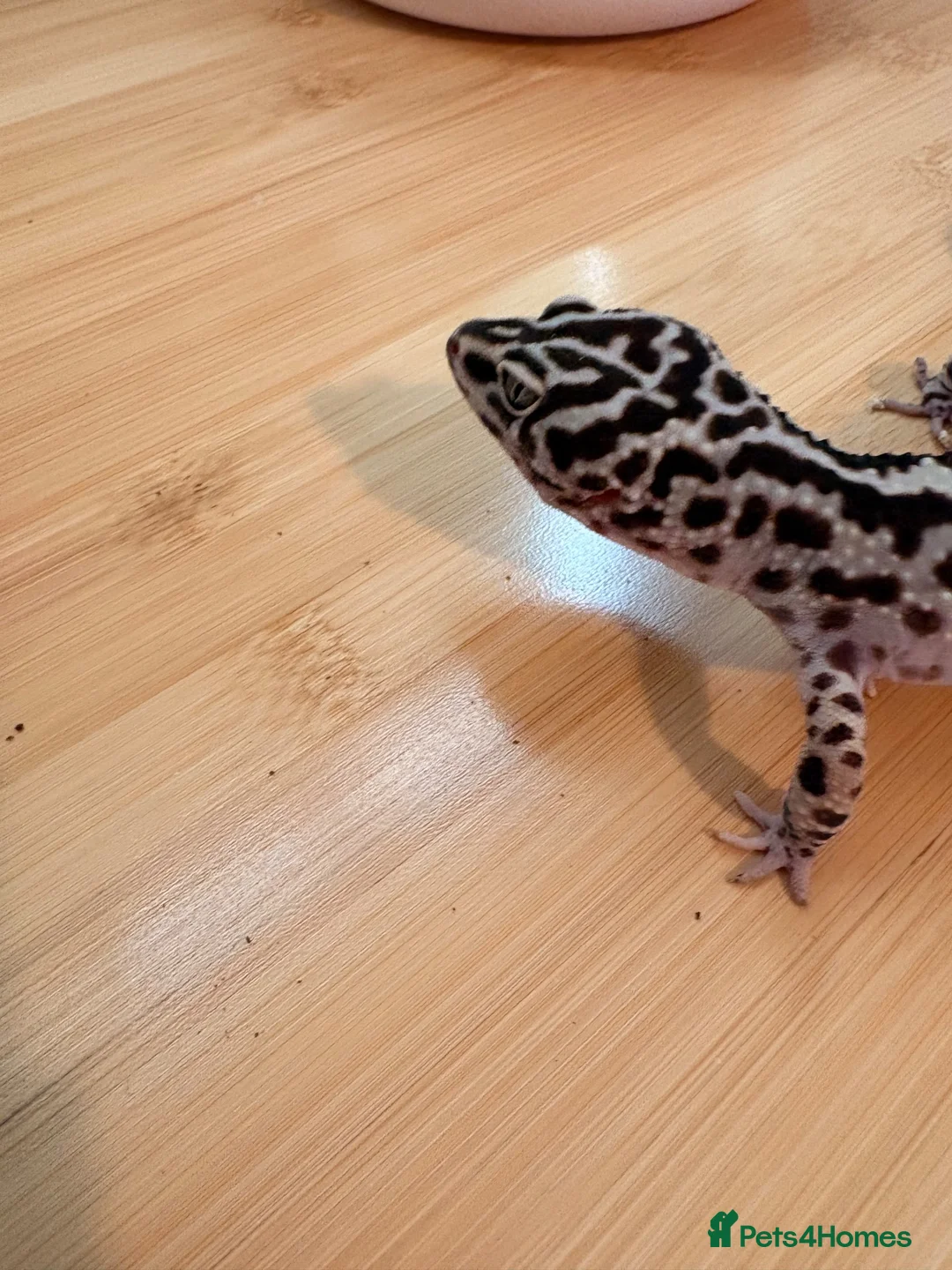 Gecko reptiles for sale: Adult female leopard gecko lavender stripe bold - Advert 4