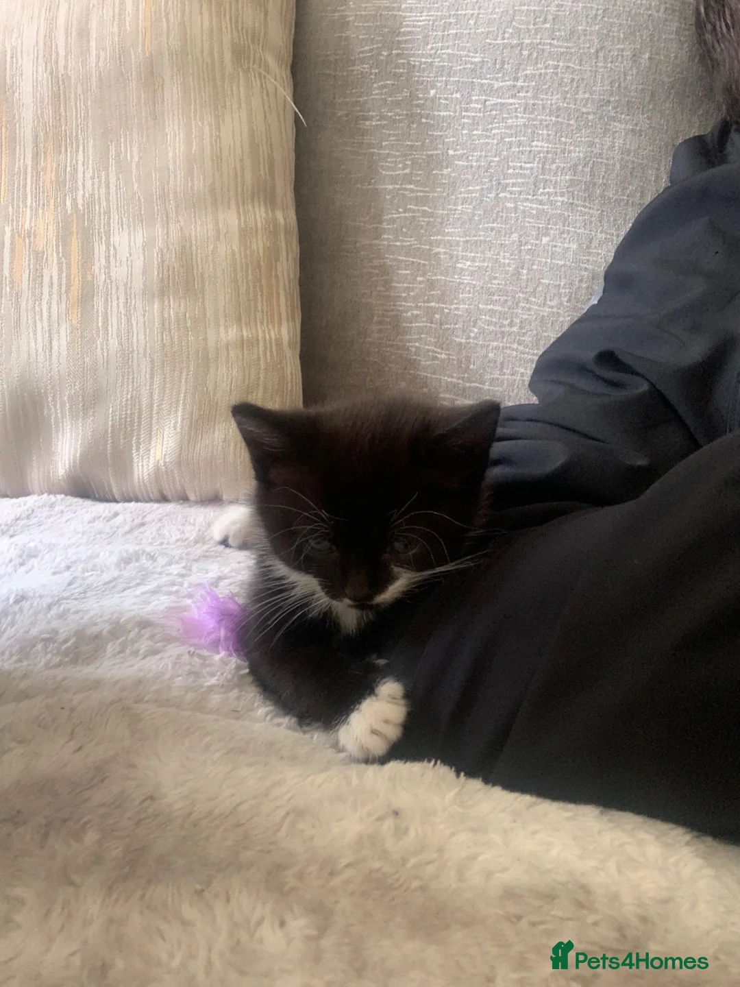 Mixed Breed cats for sale: Bootsie in Cannock - Advert 2