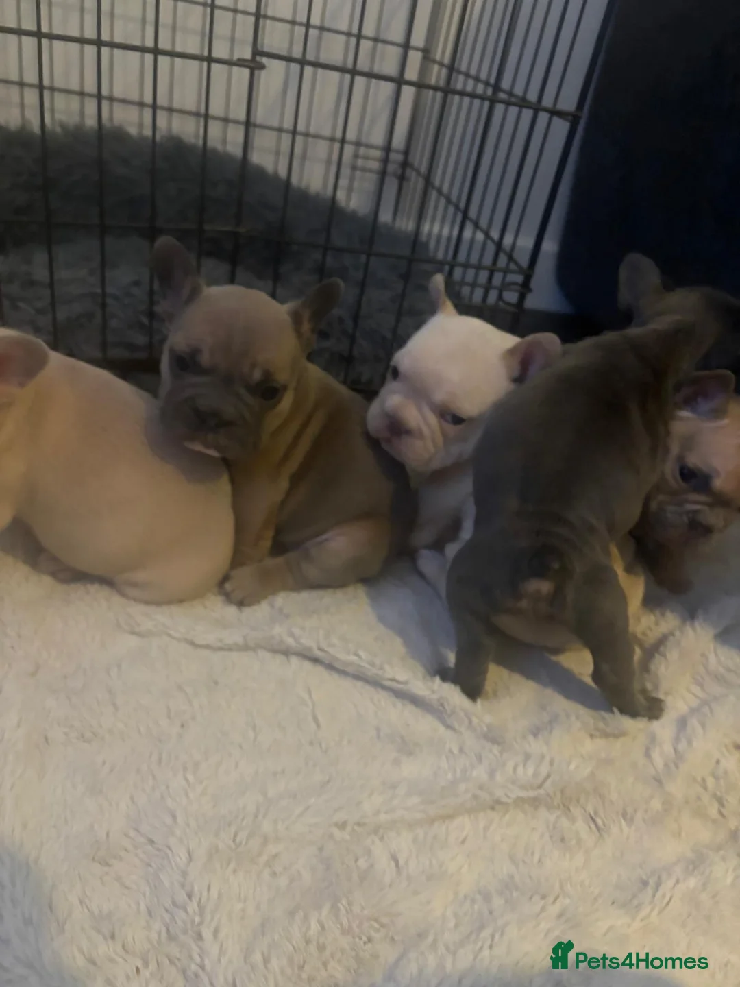 French Bulldog dogs for sale: French bulldog puppies  - Advert 8