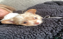 Chipoo dogs for sale: Chipoo Girls 💗 - Image 9