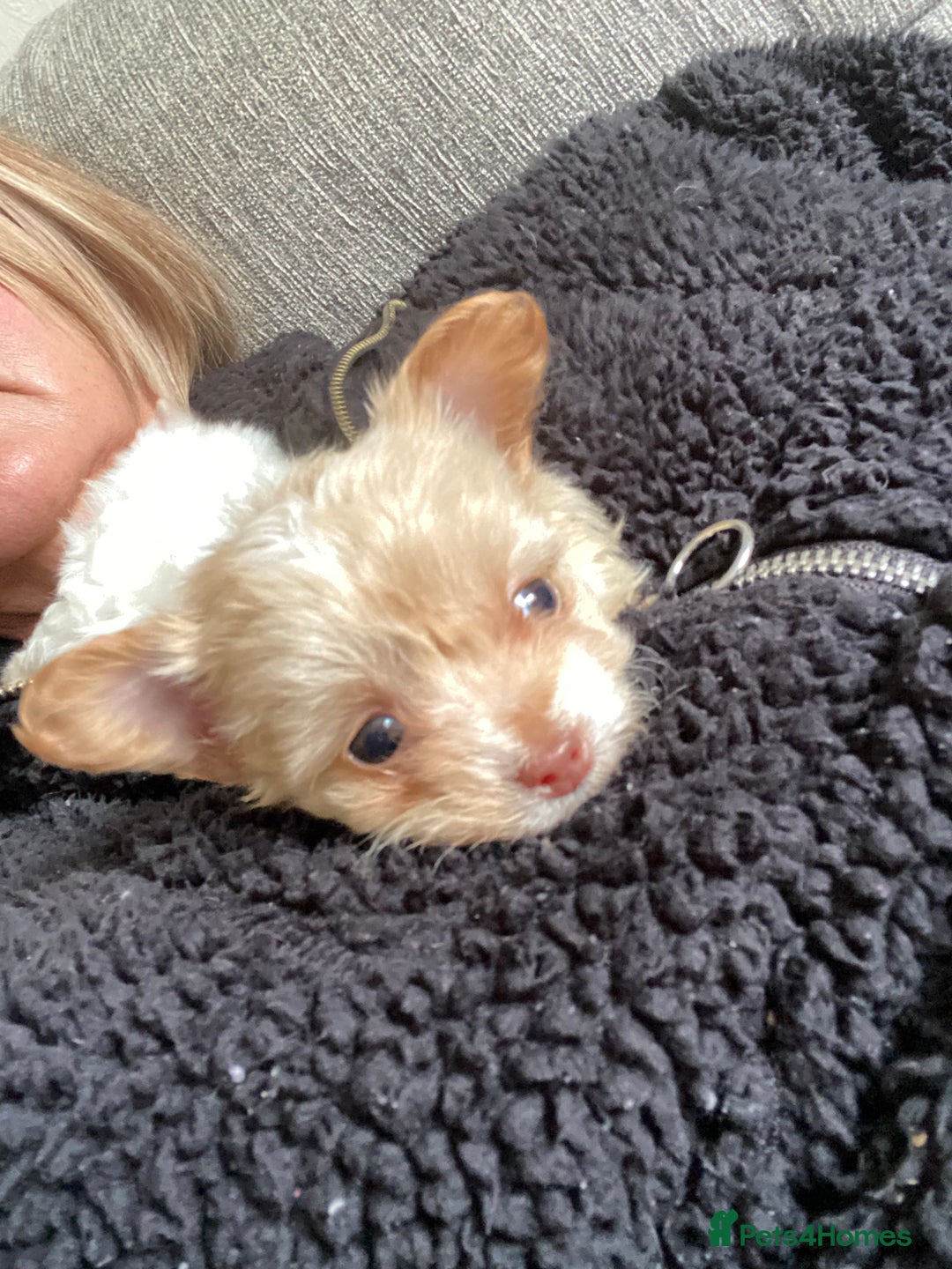 Chipoo dogs for sale: Chipoo Girls 💗 - Image 9