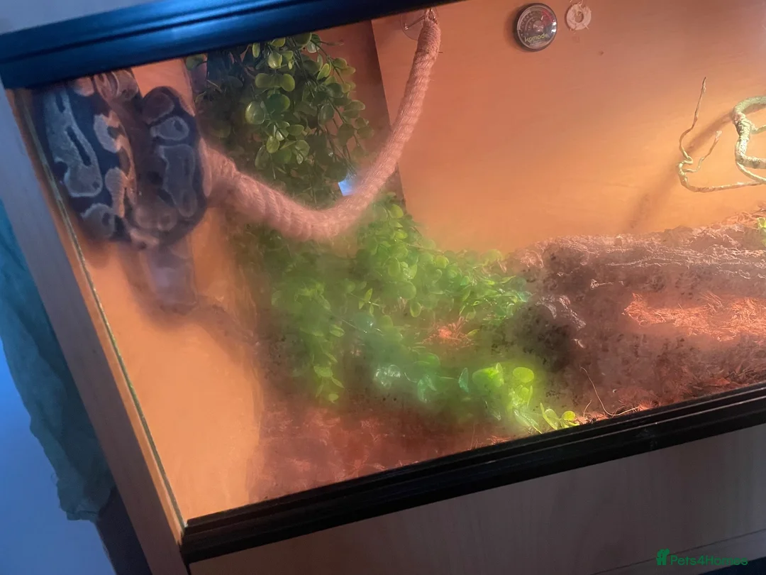 Python Snake reptiles for sale: Ball python and enclosure  in Birmingham - Advert 1