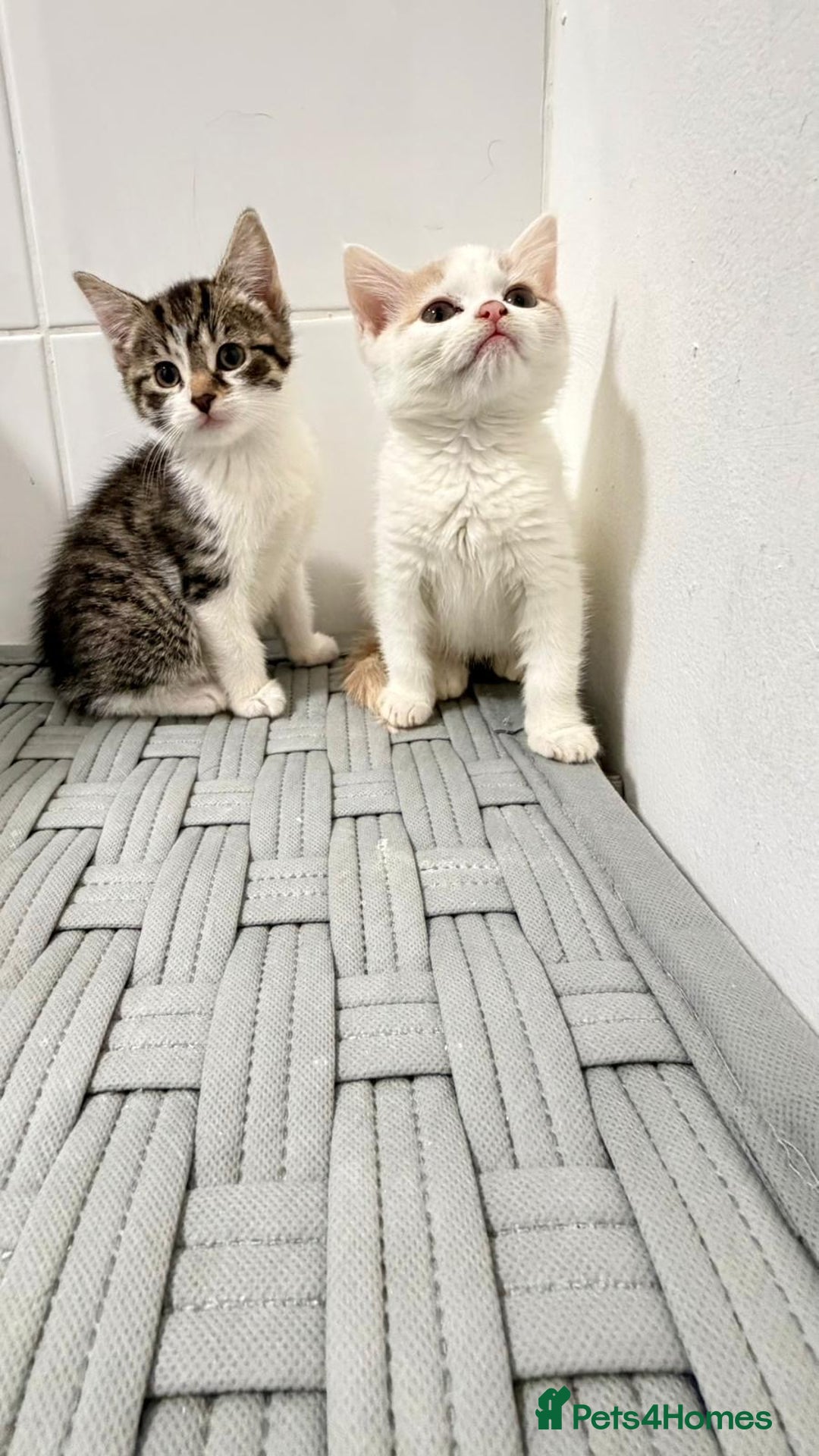 Mixed Breed cats for sale: British shorthaired x - Advert 3