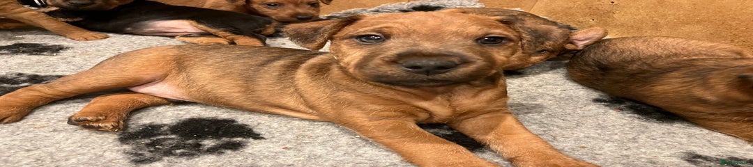 Lakeland Terrier Puppy 1