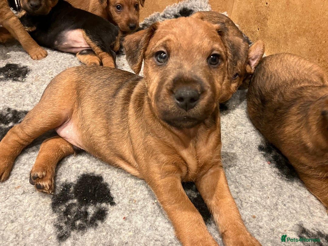 Lakeland Terrier dogs for sale: 5 Gorgeous Lakeland Terriers  - Image 21