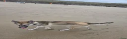 Mixed Breed dogs for sale: Moxy  - Advert 3