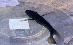 Cichlids fish for sale: Fontosa and Malawi's for sale see prices below - Image 2