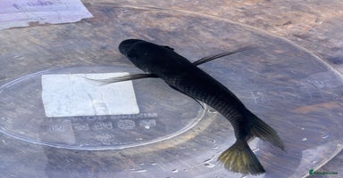 Cichlids fish - Advert 14