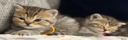 British Shorthair cats for sale: Gorgeous Golden Tabby ✨ British Shorthair Kitten ⭐ - Advert 22