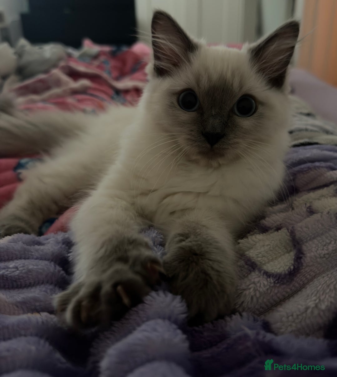 Ragdoll cats for sale: Beautiful pure ragdoll kitten  - Advert 2