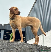 Labrador Retriever dogs Fox red Labrador puppies - Advert 2