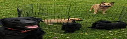 Sheprador dogs for sale: Female puppy German Shepherd × Labrador  - Advert 20