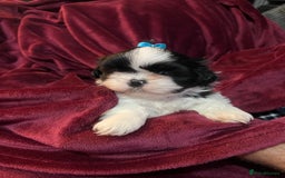 Shih Tzu dogs for sale: Shih Tzu Puppies  - Image 24