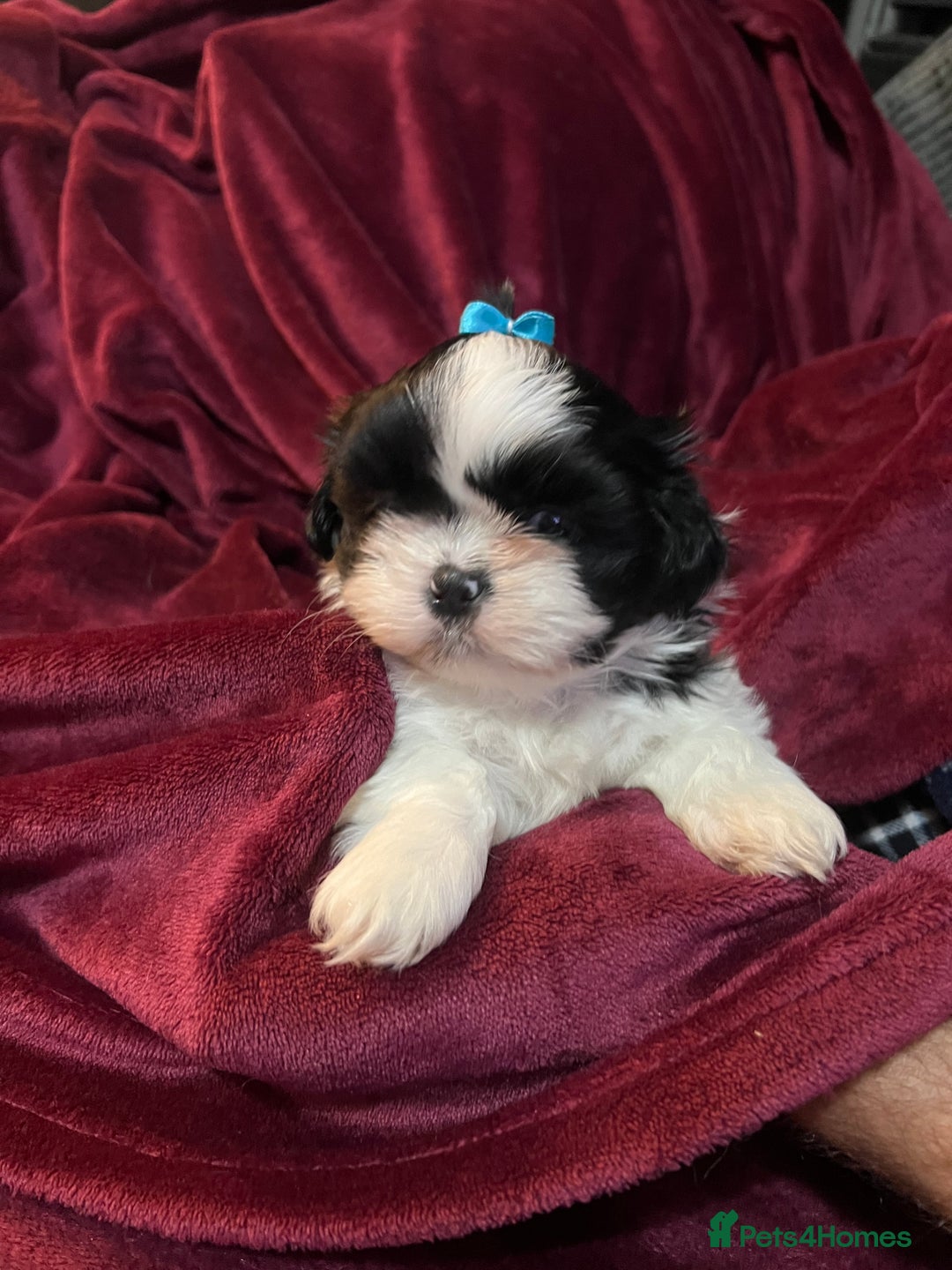 Shih Tzu dogs for sale: Shih Tzu Puppies  - Image 24