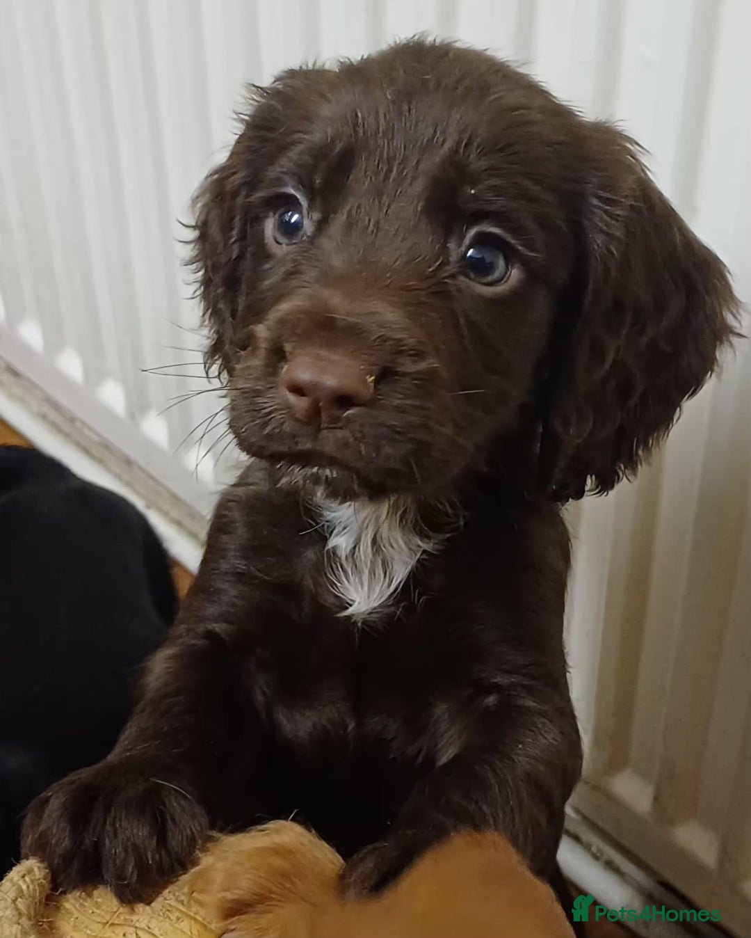 Cocker Spaniel dogs for sale: Working Cocker Spaniel puppies for sale - Advert 6