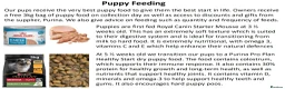 Cocker Spaniel dogs for sale: Stunning Show Cockers - Crufts Champion Pedigree in Stoke-on-Trent - Advert 26