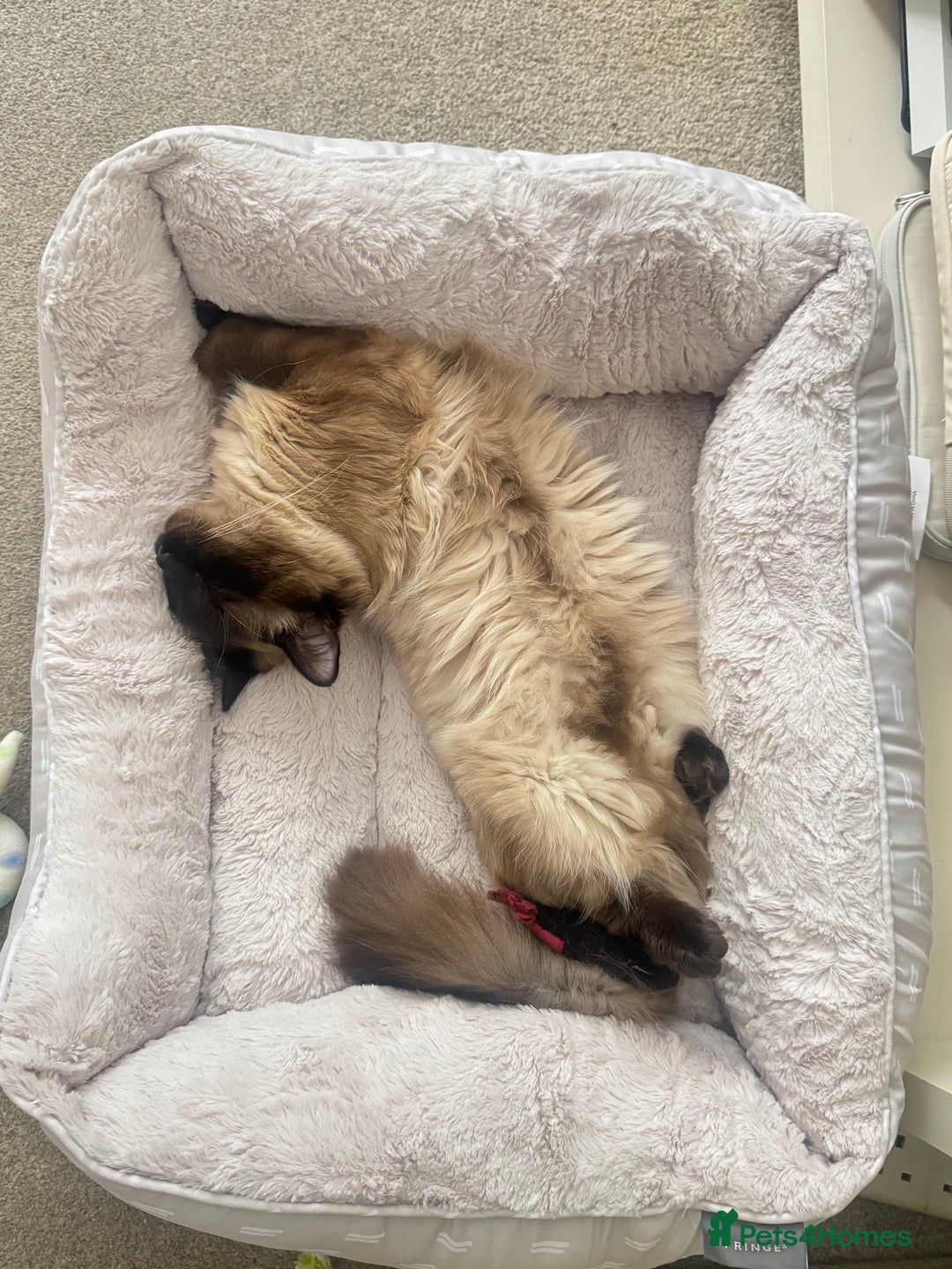 Ragdoll cats for sale: Beautiful 14 Month Old Ragdoll Boy  - Image 4