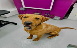 Labrador Retriever dogs for sale: Very loving, loyal fox red labrador for sale - Image 5