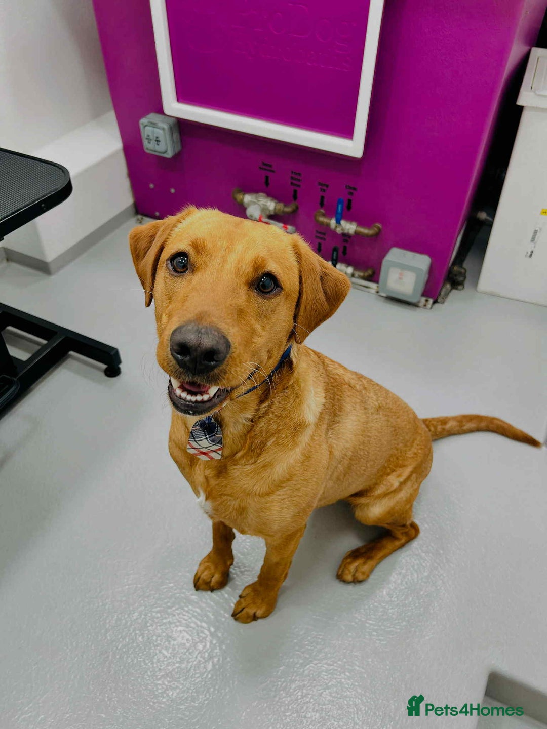 Labrador Retriever dogs for sale: Very loving, loyal fox red labrador for sale - Image 5