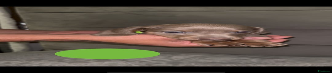 Miniature Dachshund Puppy 2