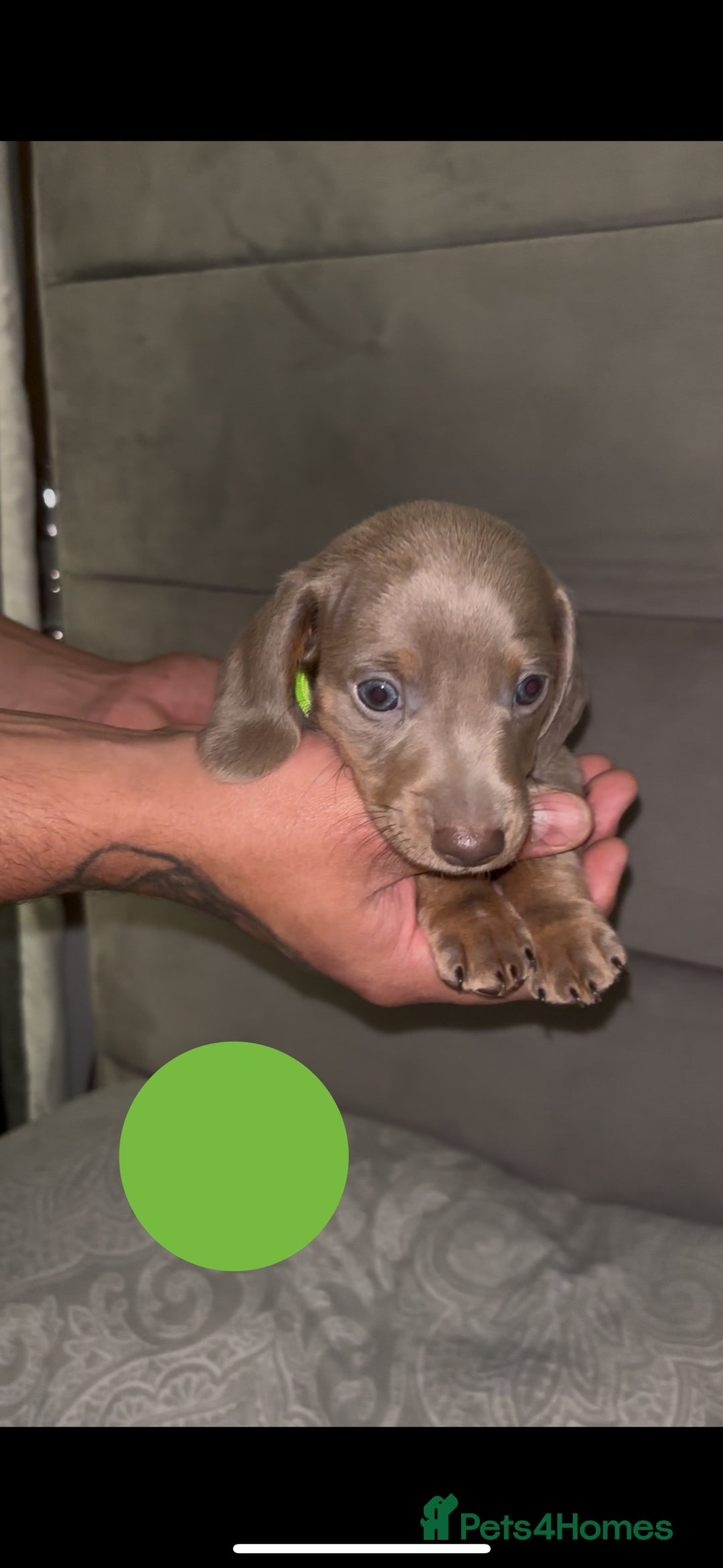 Miniature Dachshund dogs for sale: 5 Isabella & tan miniature dachshunds 🏡 - Advert 6