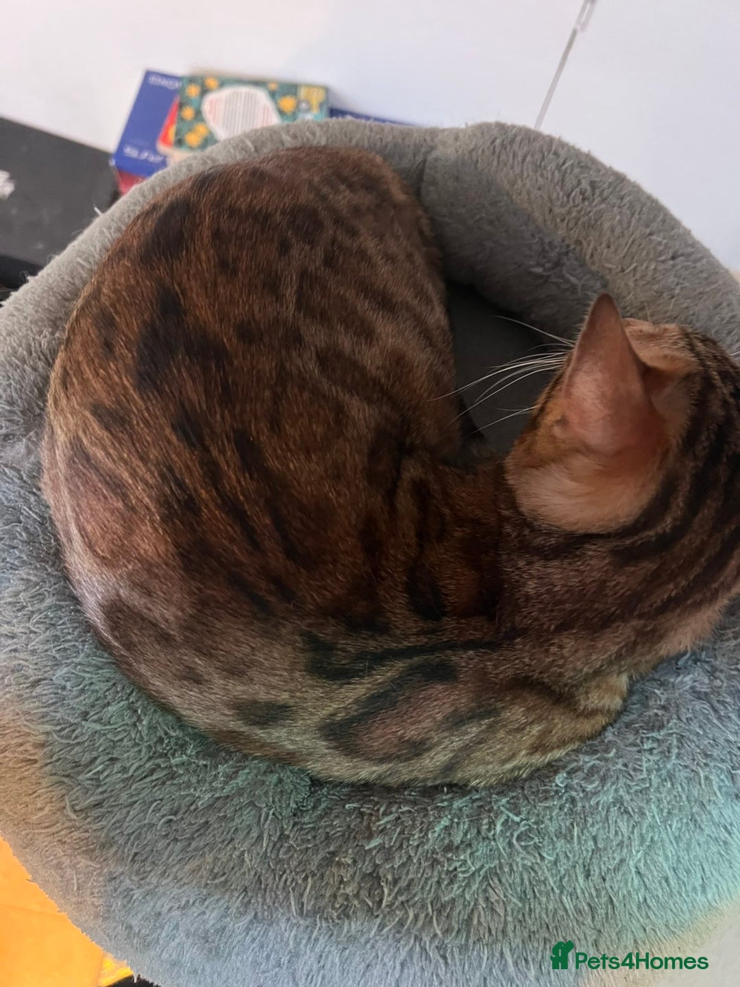 Bengal cats for sale: Nala the Bengal - Image 4