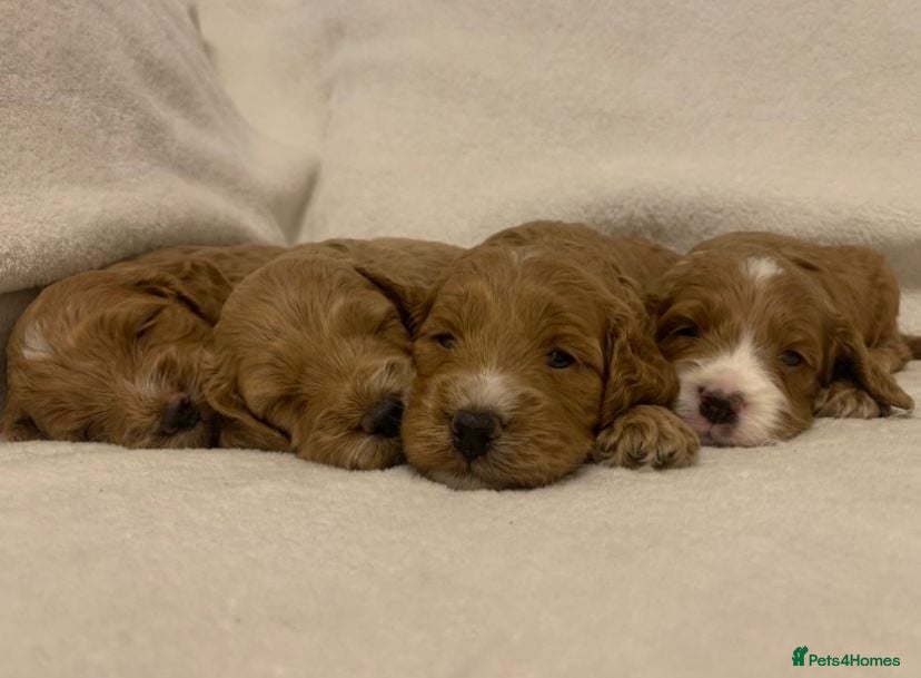 Cockapoo dogs F1 Cockapoos - health tested parents  - Advert 3