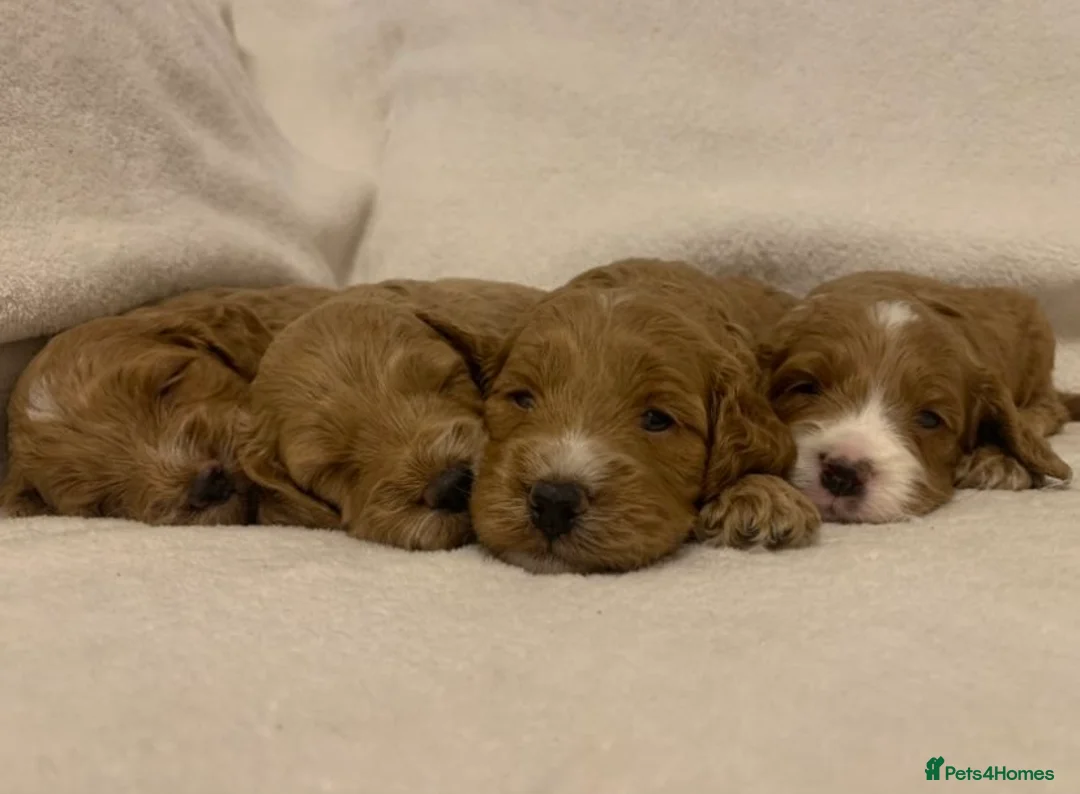 Cockapoo dogs for sale: F1 Cockapoos - health tested parents  - Advert 1