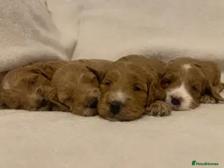 Cockapoo dogs F1 Cockapoos - health tested parents - Advert 5