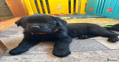 Mixed Breed dogs - Advert 5