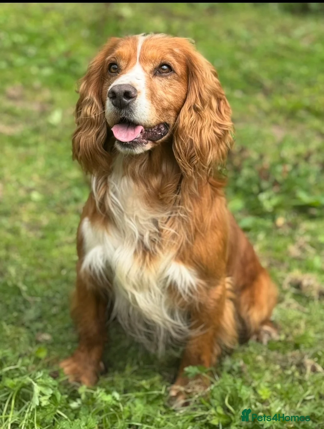 Sprocker dogs for sale: Beautiful Sprocker Spaniel - Advert 14