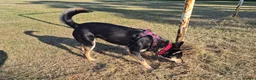 Mixed Breed dogs for adoption: ❤️🐶 CHLOE – THE KIND OF DOG EVERYONE DREAMS OF in Swindon - Advert 28