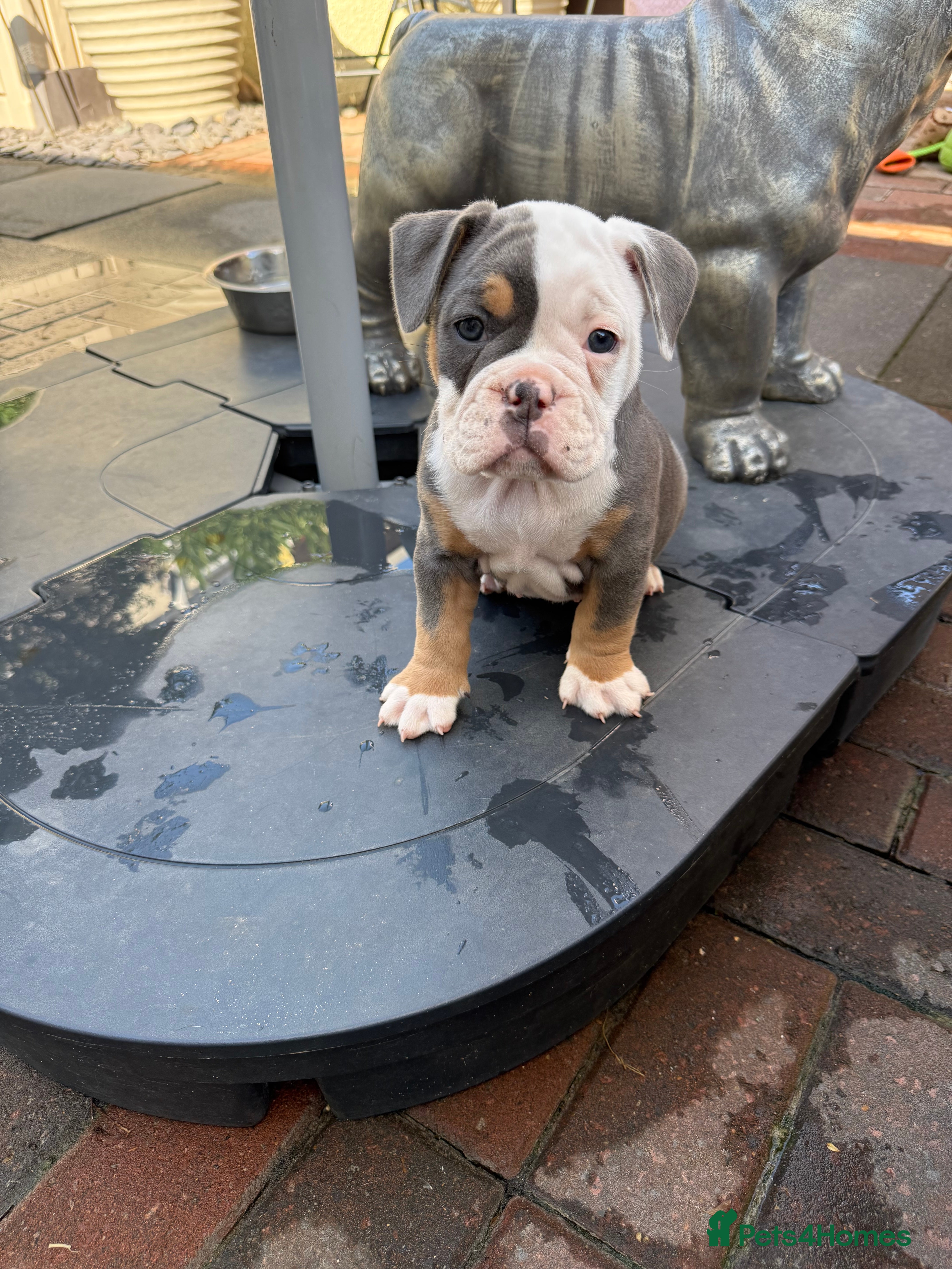 Olde English Bulldogge dogs Olde English Bulldogge, Mix Colours & Fluffy Gene - Advert 2