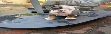 Olde English Bulldogge 7
