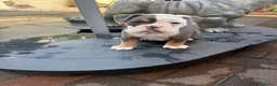 Olde English Bulldogge dogs for sale: Olde English Bulldogge, Tri Colours £1700-£2000 - Advert 7