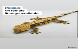 Gecko reptiles for sale: BEAUTIFUL CRESTED GECKOS   in Chigwell - Image 17