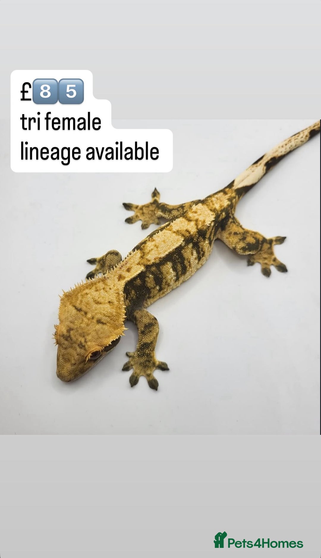 Gecko reptiles for sale: BEAUTIFUL CRESTED GECKOS   in Chigwell - Image 17