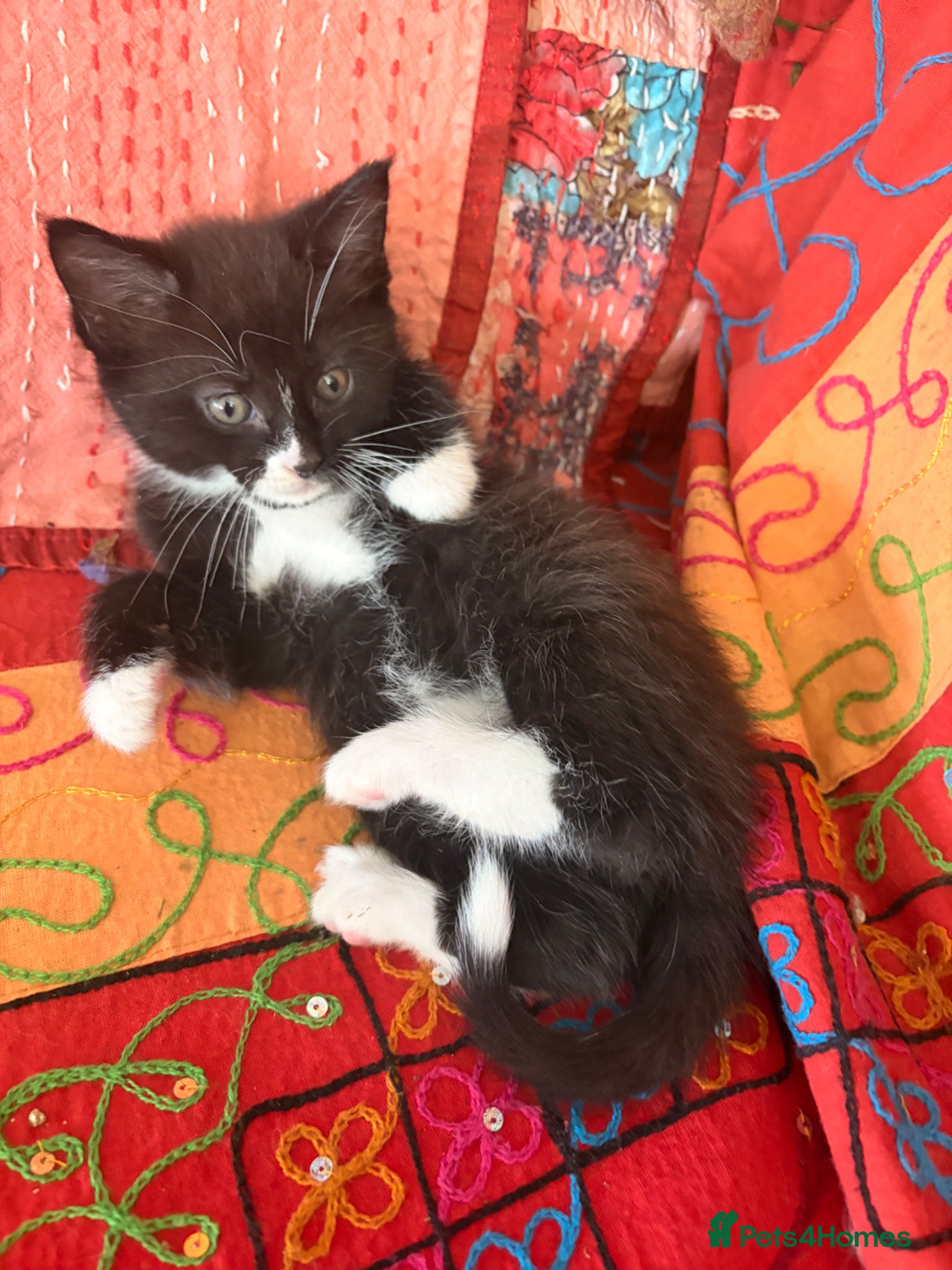 Mixed Breed cats GORGEOUS MAINE COON X PERSIAN KITTENS  - Advert 1