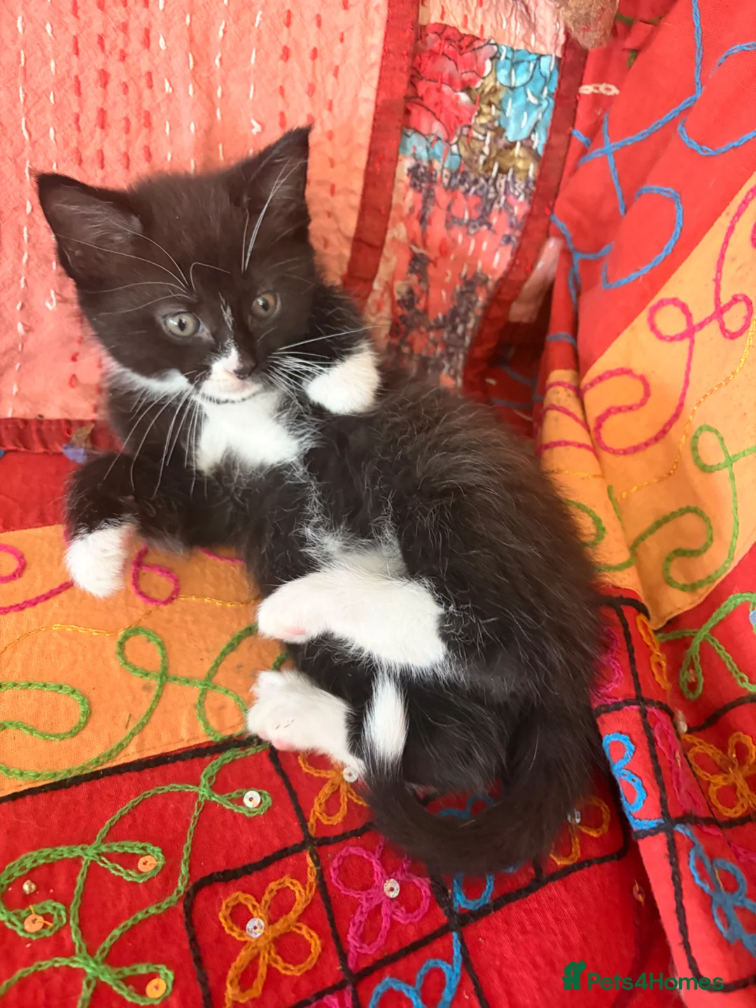 Mixed Breed cats for sale: GORGEOUS MAINE COON X PERSIAN KITTENS  - Advert 1