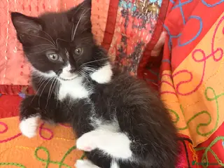 Mixed Breed cats GORGEOUS MAINE COON X PERSIAN KITTENS - Advert 1
