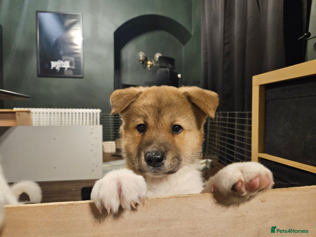 Akita dogs for sale: Beautiful Akita puppies - Advert 19