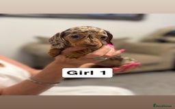 Miniature Dachshund dogs for sale: Stunning baby mini dachshunds  - Image 23