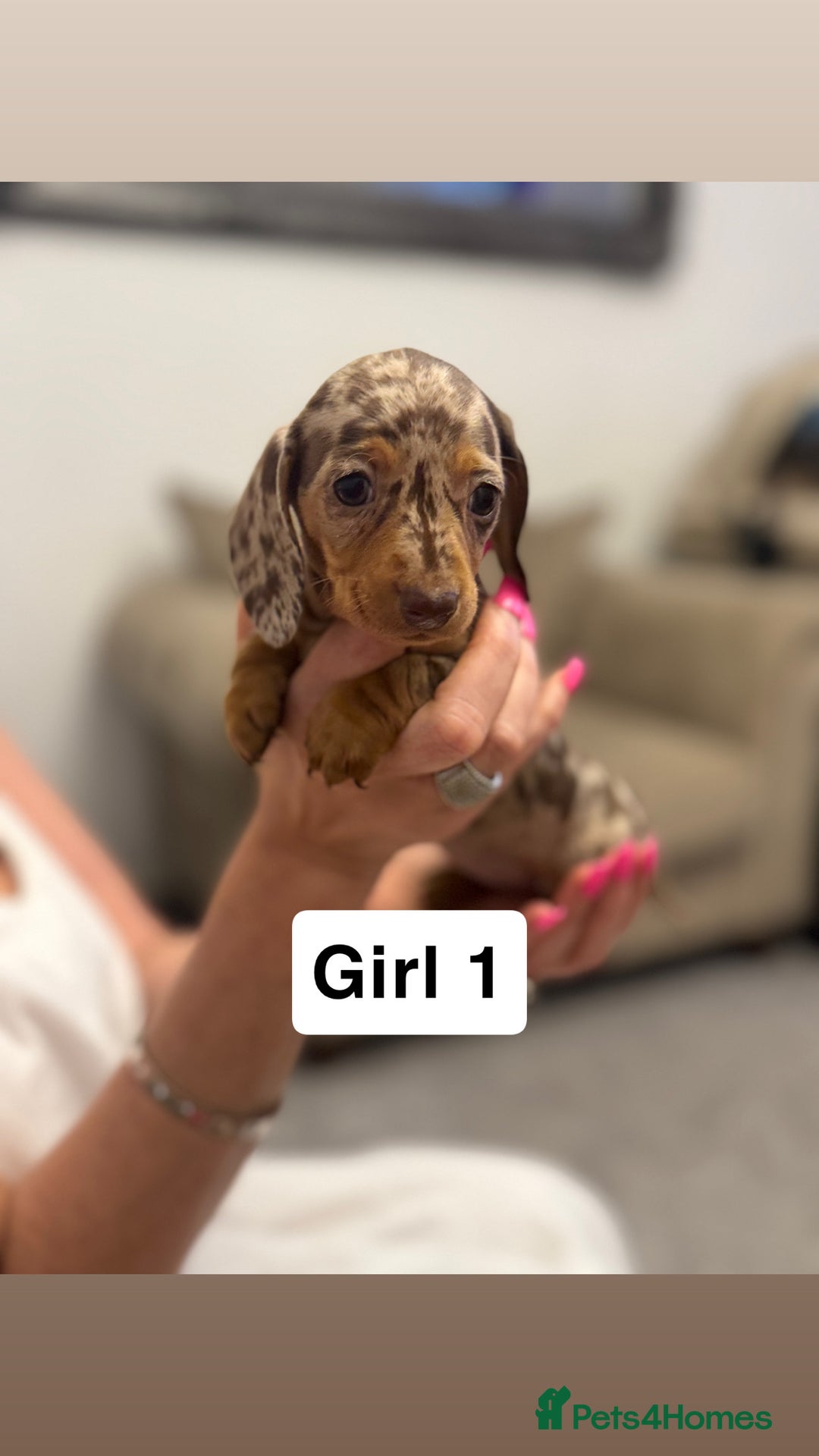 Miniature Dachshund dogs for sale: Stunning baby mini dachshunds  - Image 23