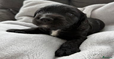 Cocker Spaniel dogs - Advert 1
