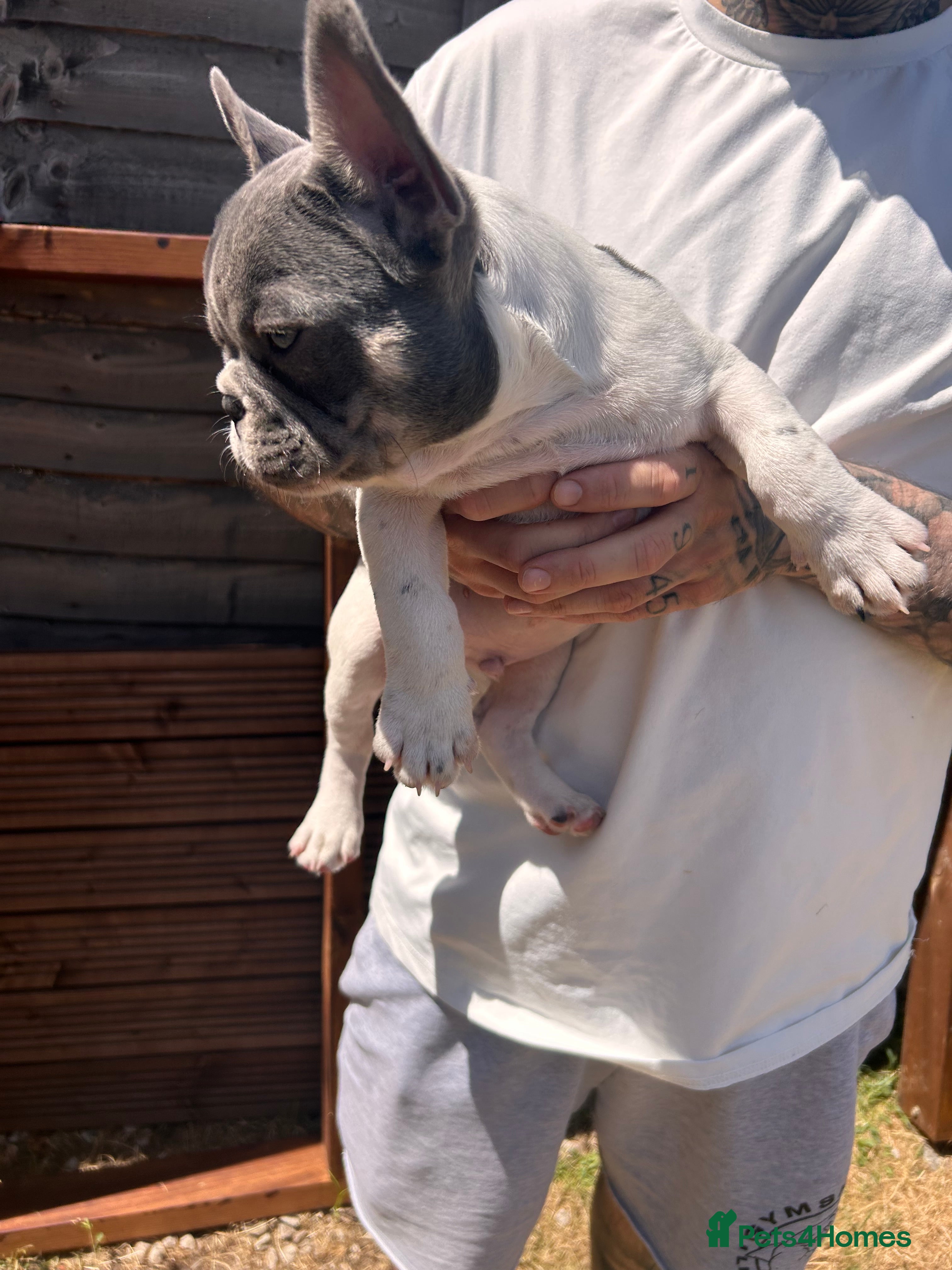 French Bulldog dogs for sale: DWKC French bulldog puppies  - Advert 5