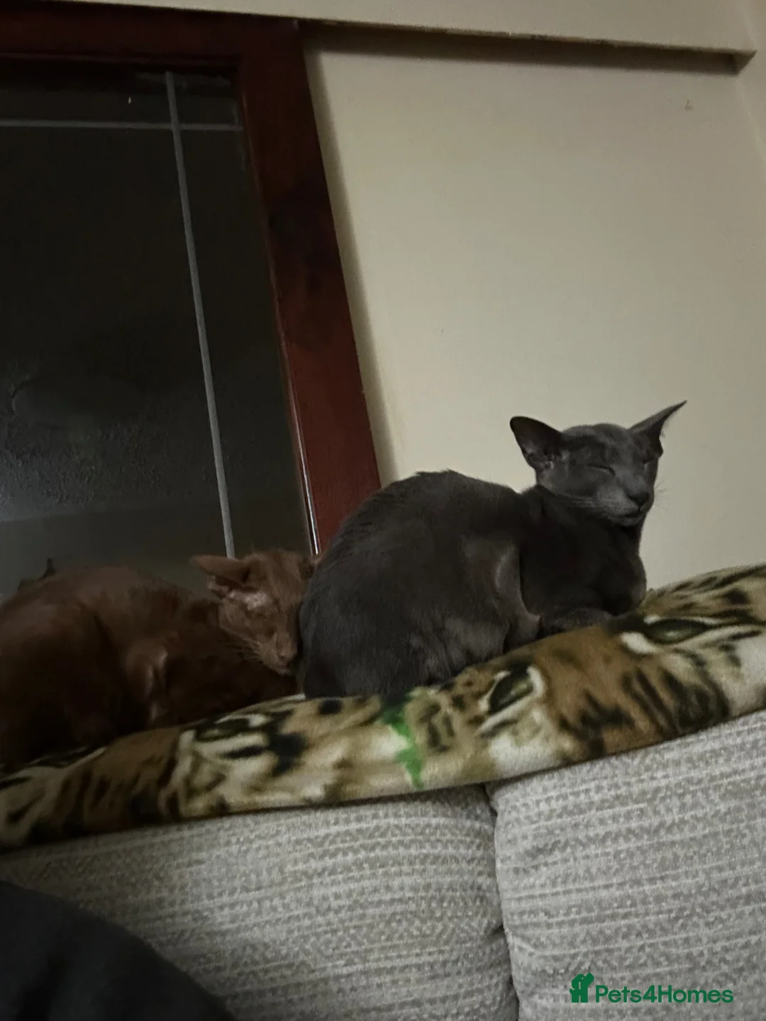Oriental cats for sale: 2 Neutered Female Oriental Shorthair Cats in Skelmersdale - Advert 2
