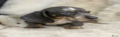 Miniature Dachshund 1