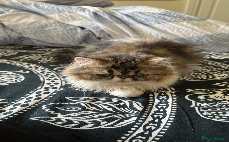 Persian cats for sale - Advert 1